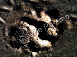 Footprint Dog